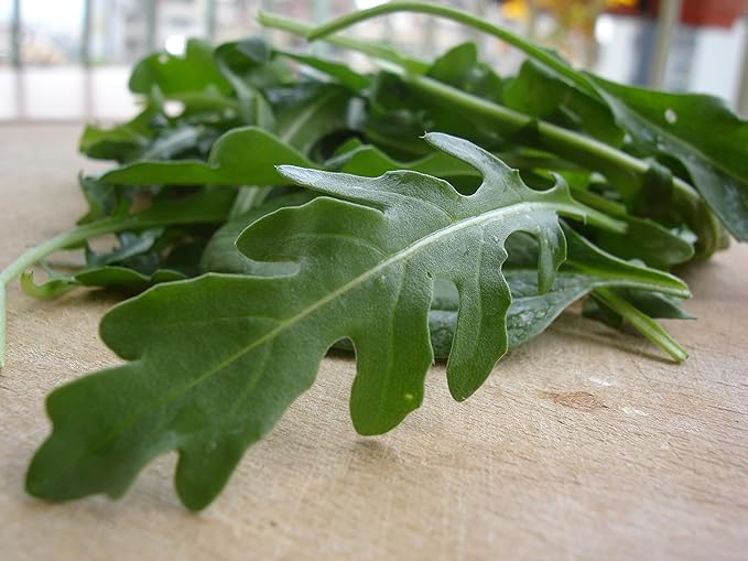 Seeds Vegetable Indoor Mix of Italian Lettuce and Spicy Crops Year-Round (Romaine, Frise, Arugula, Lollo Bionda, Lolla Rossa, Traditional Lettuce) Heirloom for Salads - 1000 Seeds