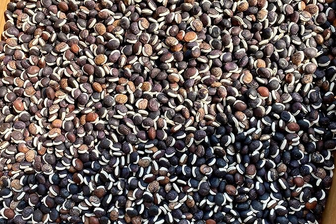 Plant Good Seed Organic Ruby Moon Hyacinth Lablab Bean Seeds for Planting: Vining Plant, Flat Purple Pods - 12 Seed Packet