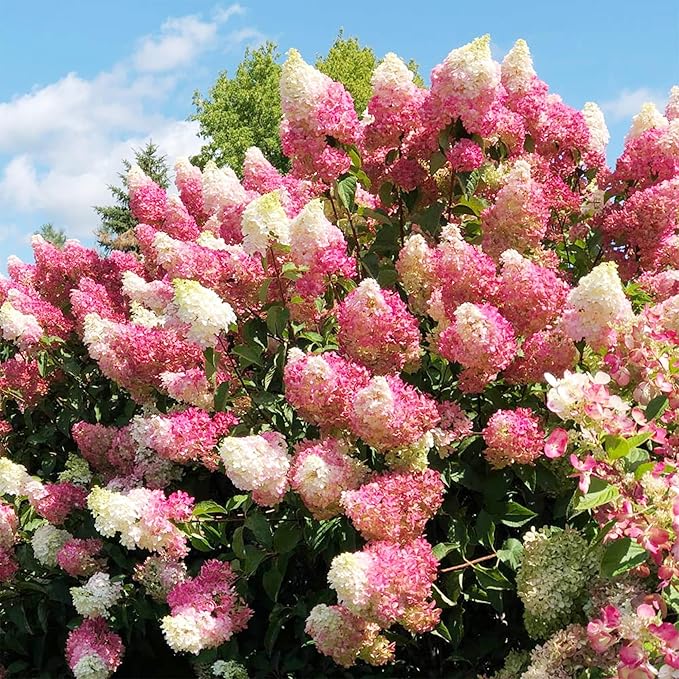 50+Vanilla Strawberry Hydrangea Geranium Flower Seed for Planting Outdoor Garden Home Attracts Bees Butterflies