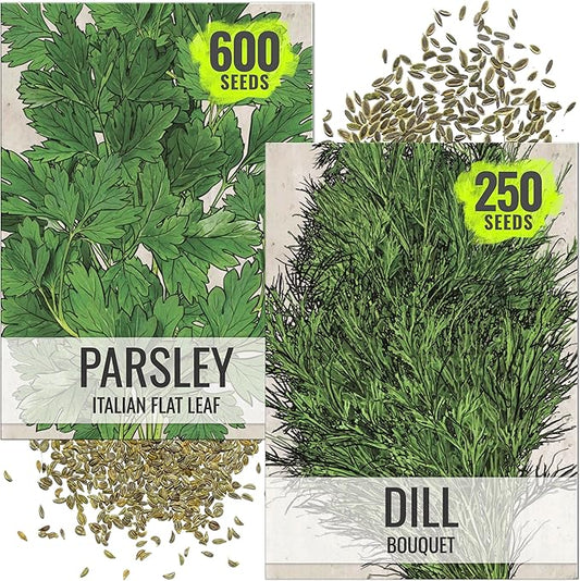 Seed Needs Italian Parsley & Dill Seeds for Planting Fresh Kitchen Herbs - Non-GMO Heirloom & Untreated Perennial Herb Seed to Plant a Culinary Garden Indoors or Outdoors (2 Pack Duo)