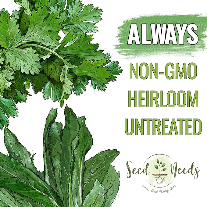 Seed Needs Coriander Seeds for Planting Culantro & Cilantro - Non-GMO Heirloom & Untreated Herb Seed to Plant an Indoor/Outdoor Culinary Medicinal Garden (Collection of 2 Packets)