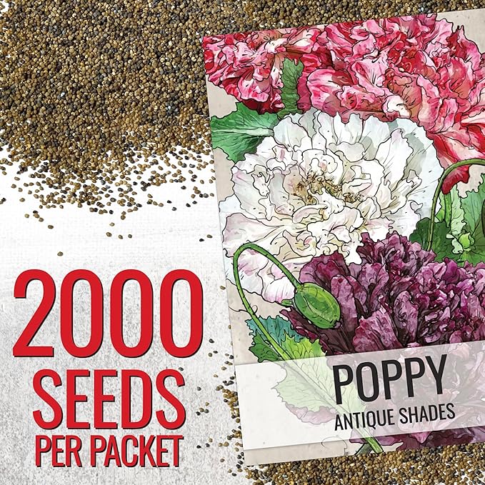 Seed Needs, Antique Shades Peony Poppy Seeds - 5,000 Heirloom Seeds for Planting Papaver paeoniflorum - Attracts Butterflies & Other Pollinators (2 Packs)