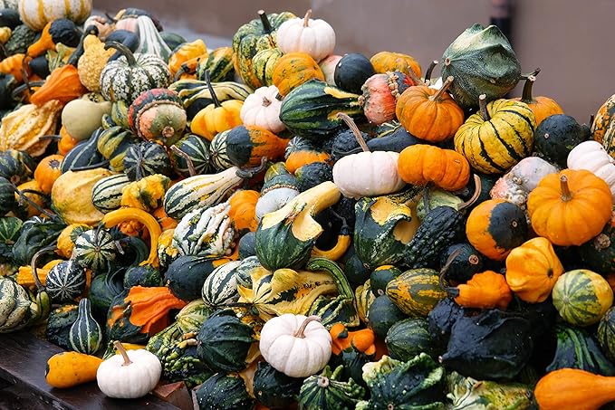 10+ Seeds Ornamental Pumpkin - Vegetable Mix