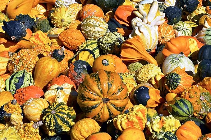 10+ Seeds Ornamental Pumpkin - Vegetable Mix