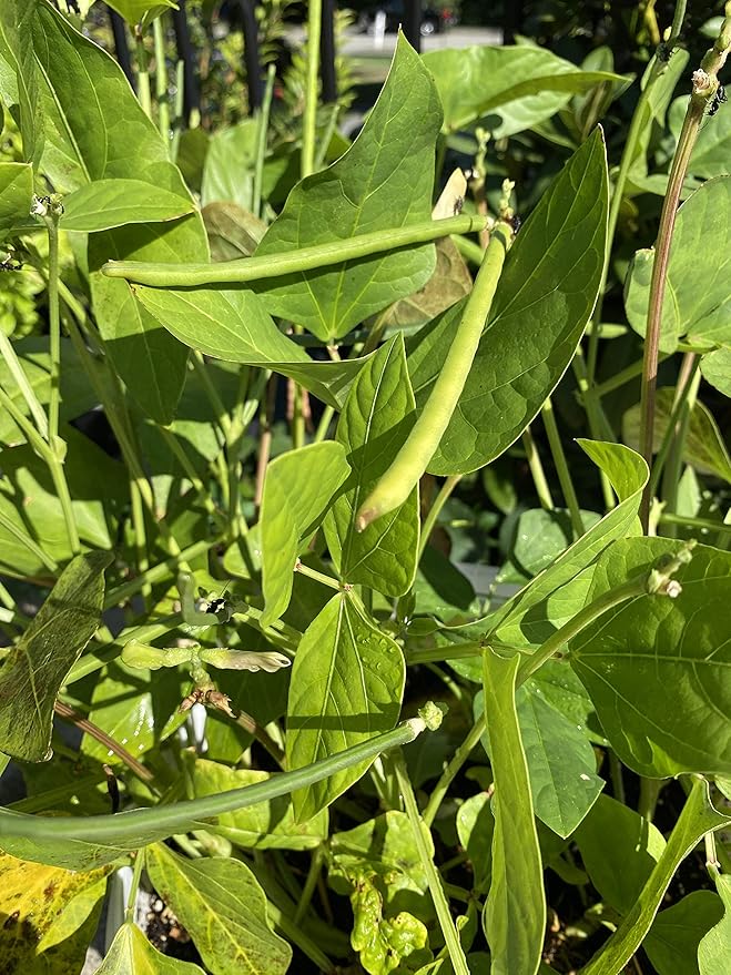 25 Seeds Desi Chori Seeds, No Vines, Shrub Style chori, Indian Beans, Non-GMO, Organic