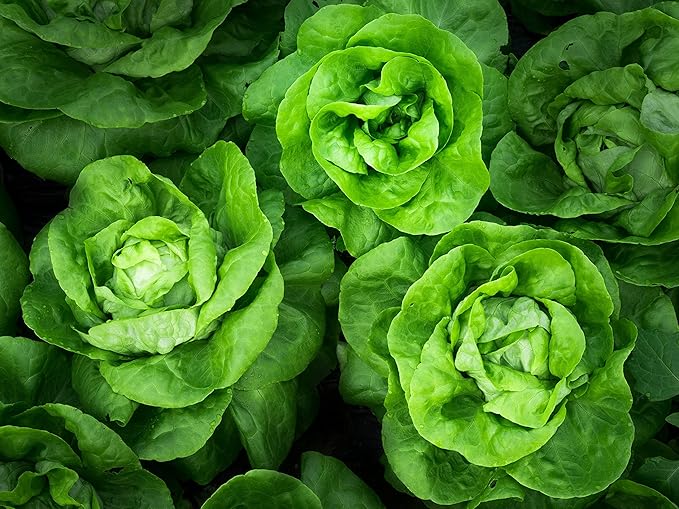 1000+ Seeds Butterhead Lettuce May's Queen for Indoor Salad - Vegetable Green