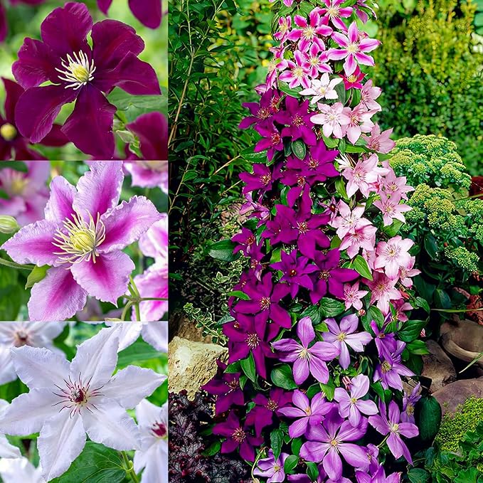 100+ Clematis Seeds for Planting - Rare Bloom Climbing Clematis Non-GMO, Heirloom Seeds Perennial Flower Garden Flower