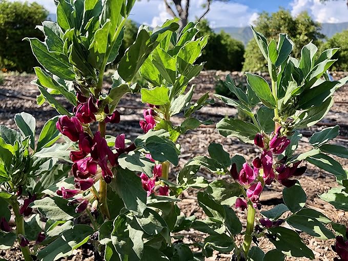 Plant Good Seed Organic Crimson Flowered Fava Bean Seeds for Planting: Heirloom Vegetable, Dark Pink Flowers - 7 Seed Packet