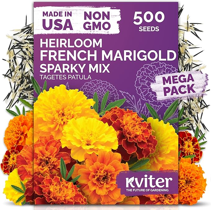 KVITER 500 French Marigold Seeds, Sparky Mix (Tagetes patula) — Marigold Flowers, Heirloom, Non GMO & Organic, Vibrant Yellow & Orange Blooms — Flower Seeds to Plant Outside, Borders, Beds, Container