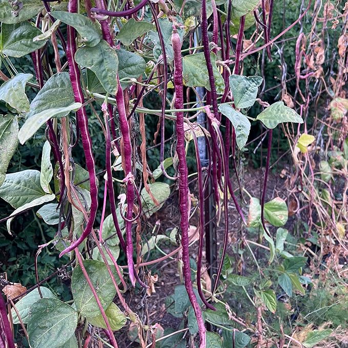 Plant Good Seed Chinese Red Noodle Bean Seeds for Planting: Asian Heirloom Yardlong Vegetable, Red Pods - 30 Seed Packet