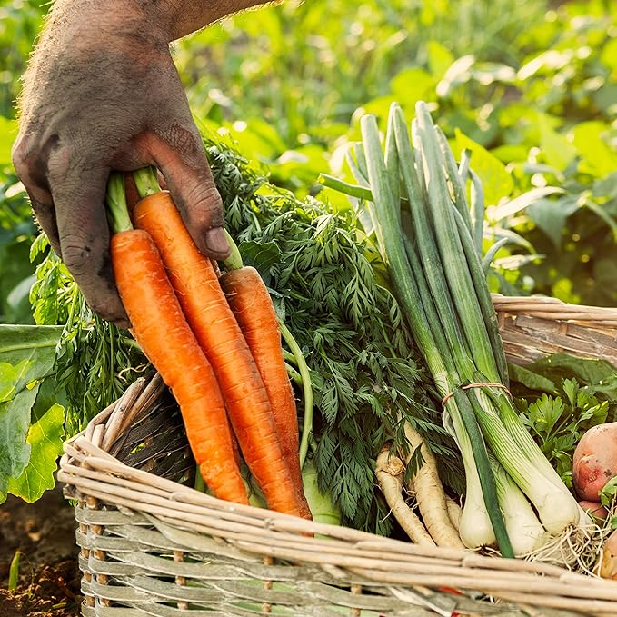 Organic Carrot Seeds (Scarlet Nantes) - Approx 1500 Seeds - USDA Organic, Non-GMO, Open Pollinated, Heirloom, USA Origin