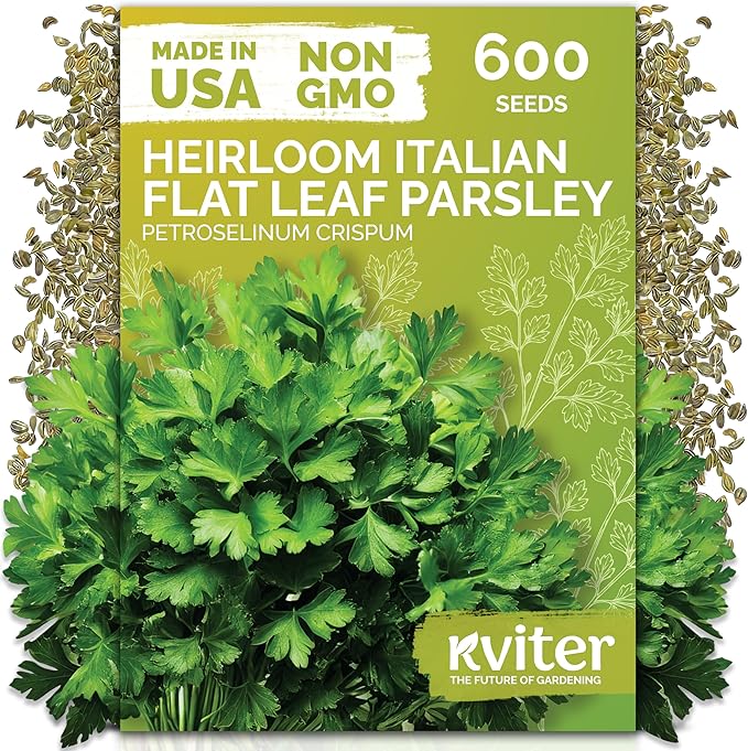 KVITER 600 Flat Leaf Italian Parsley Seeds (Petroselinum crispum) - Flavorful Classic Flat Leaf Parsley Seed Packets - Non GMO & Heirloom Seeds for Planting in Kitchen Herb Garden, Containers & Beds