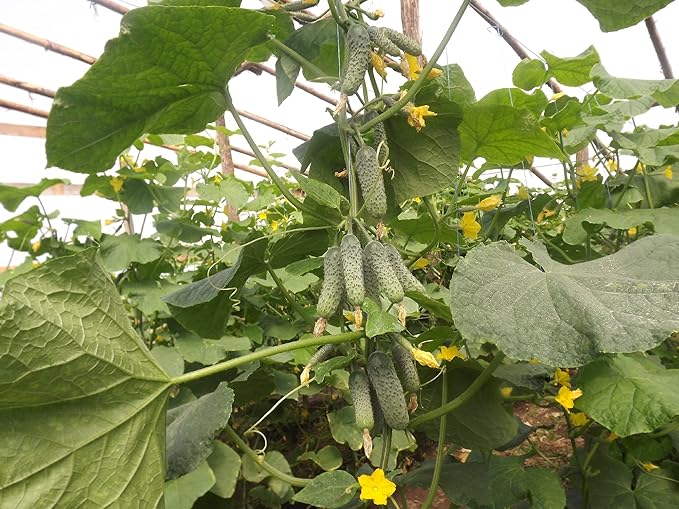 Rare Cucumber Titus F1 Seeds Pickling Mid-Early Heirloom Vegetable for Planting Non GMO 40 Seeds