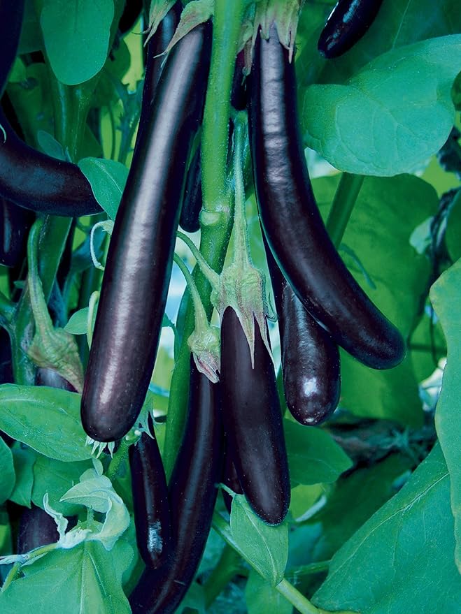 Burpee Long Purple Eggplant Seeds 35 seeds