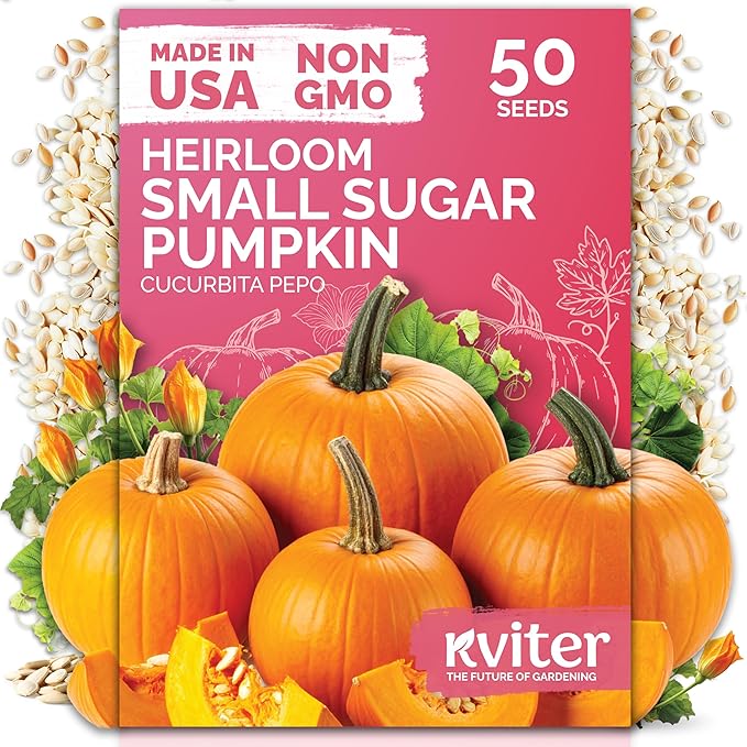 KVITER 50 Sugar Pumpkin Seeds Organic (Cucurbita Pepo) – Small Pumpkin Heirloom Seed, Sweet Fine-Grained Flesh for Canning & Pies – Vegetable Seeds for Planting in Outdoor Garden