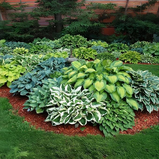 Hosta Seeds for Shady Gardens 80PCS – Lush Green Leaves, Easy Care Perennial for Borders, Pots & Gifts