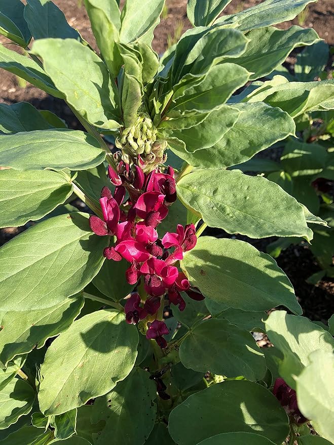 Plant Good Seed Organic Crimson Flowered Fava Bean Seeds for Planting: Heirloom Vegetable, Dark Pink Flowers - 7 Seed Packet