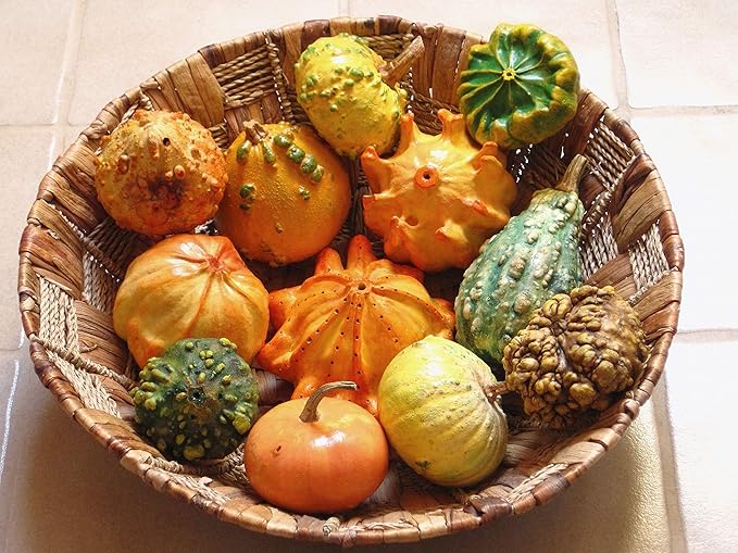 10+ Seeds Ornamental Pumpkin - Vegetable Mix