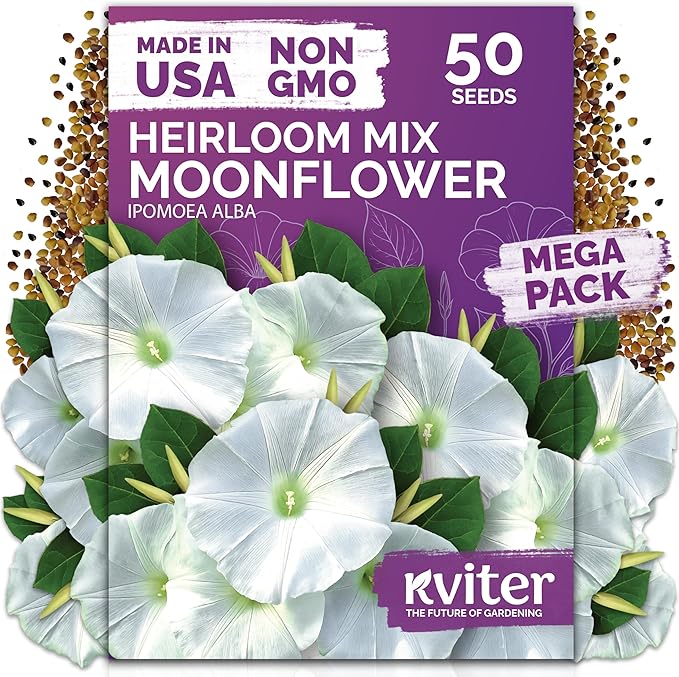 KVITER 50 Moonflower Seeds For Planting (Ipomoea alba) – White Morning Glory Seed Packets, Moon Flowers – Heirloom Vine White Flower Seeds Climbing Plants For Containers Indoor & Outdoor Flower Garden