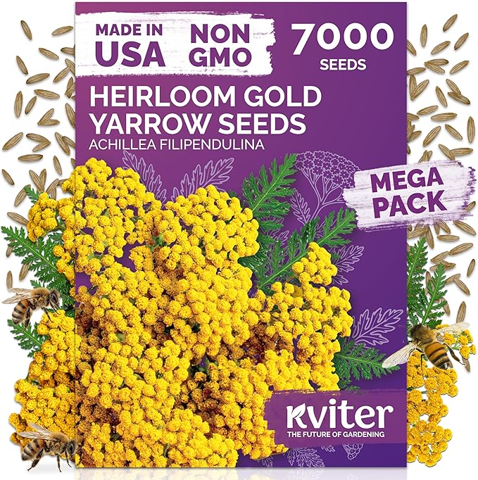KVITER 7000 Gold Yarrow Seeds (Achillea Filipendulina) — Perennial Flower Seeds to Plant Outside, Heirloom & Organic — Native Wildflower Seed for Herb Garden, Beds, Containers & Meadows