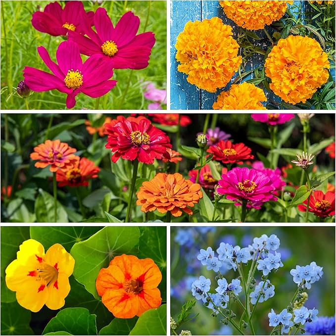 Seed Needs Flower Seeds Hummingbird and Butterfly Seed Mix 1 Ounce No Filler | 23 Varieties Garden Seeds Annual & Perennial Species | Pollinator Attracting Flowering Seed | Bulk Resealable Package