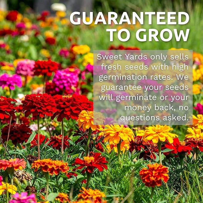 Bulk Zinnia Seeds - California Giants Mix - 1 Pound Bag Over 48,000 Flower Seeds - Mixed Colors and Large Blooms
