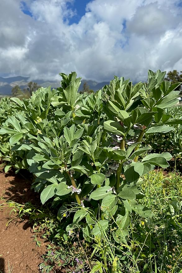 Plant Good Seed Organic Broad Windsor Fava Bean Seeds for Planting: Heirloom Vegetable, Large Green Pods - 10 Seed Packet