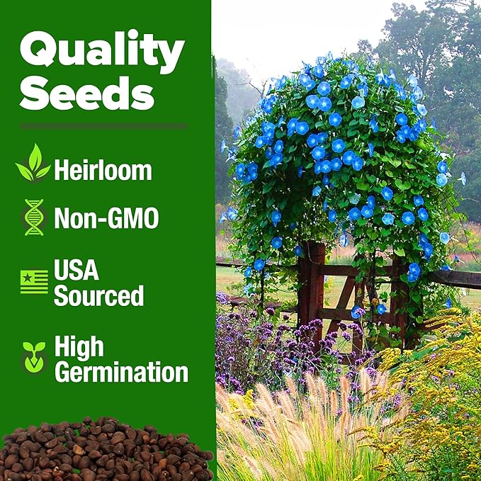 HOME GROWN Morning Glory Seeds,Heavenly Blue (2 Pack) 300 Heirloom Morning Glories Vine Seeds for Planting Ideal for a Flower Garden that Attracts Pollinators and Birds(Ipomoea Tricolor)