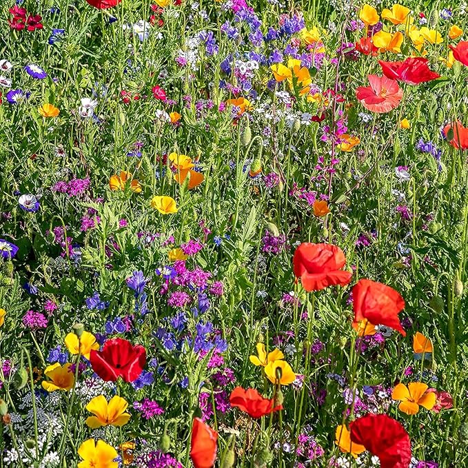 The Old Farmer's Almanac Premium Wildflower Seeds 23 Variety Pollinator Mix - Non-GMO, Open Pollinated - Columbine Cosmos Foxglove Larkspur Poppy Snapdragon Zinnia - Attracts Butterflies Bees Birds