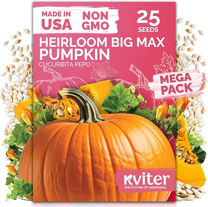KVITER 25 Big Max Pumpkin Seeds for Planting (Cucurbita Pepo) – Giant Heirloom & Organic Pumpkin Seeds, Up to 100 lbs – Ideal Vegetable Seed Packets for Home Outdoor Garden