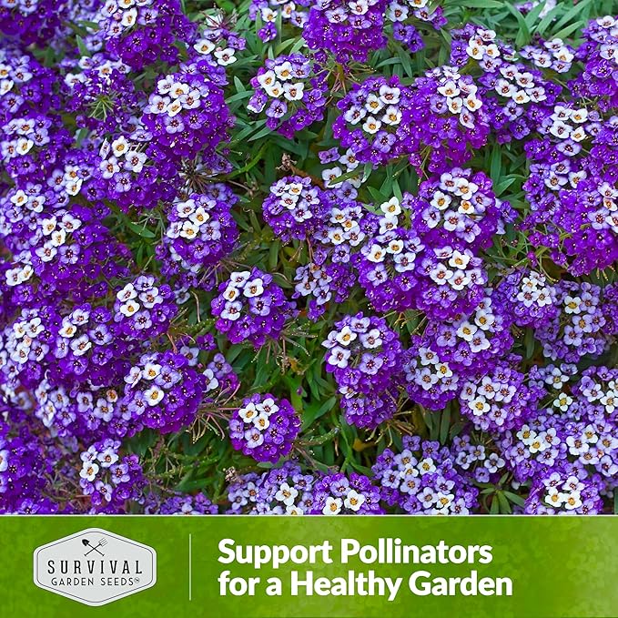 Alyssum Seeds for Planting - Sweet Royal Carpet Purple Alyssum - Fragrant Perennial Flower & Ground Cover - Heirloom Non-GMO - Survival Garden Seeds (5 Packs)