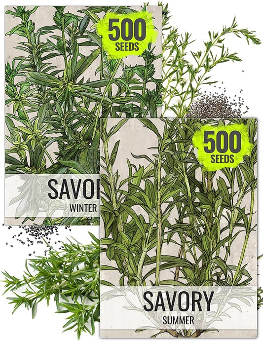 Seed Needs Savory Seeds for Planting Summer & Winter Savory Herbs - Non-GMO Heirloom & Untreated Herb Seed to Plant an Indoor/Outdoor Culinary Medicinal Garden (Collection of 2 Packets)