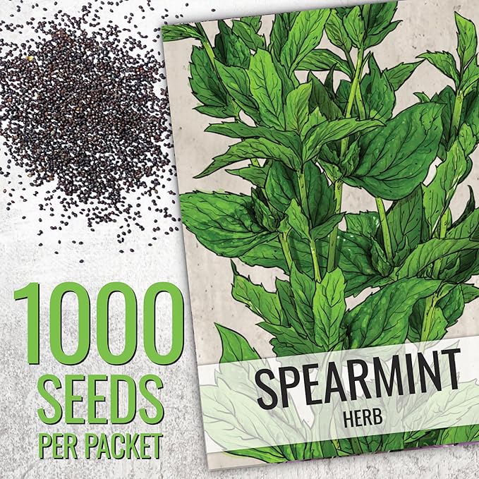 Seed Needs Mint Seeds for Planting Spearmint & Peppermint - Non-GMO Heirloom & Untreated Herb Seed to Plant an Indoor/Outdoor Culinary Medicinal Garden (Collection of 2 Packets)