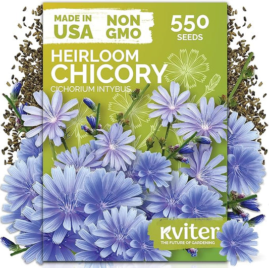 KVITER 550 Chicory Seeds for Planting (Cichorium intybus) – Blue Chicory Seed Packets – Heirloom Wildflower Seeds Bulk, Wild Flower Seed Packets, Perennial Wildflowers for Flower Garden Outdoors