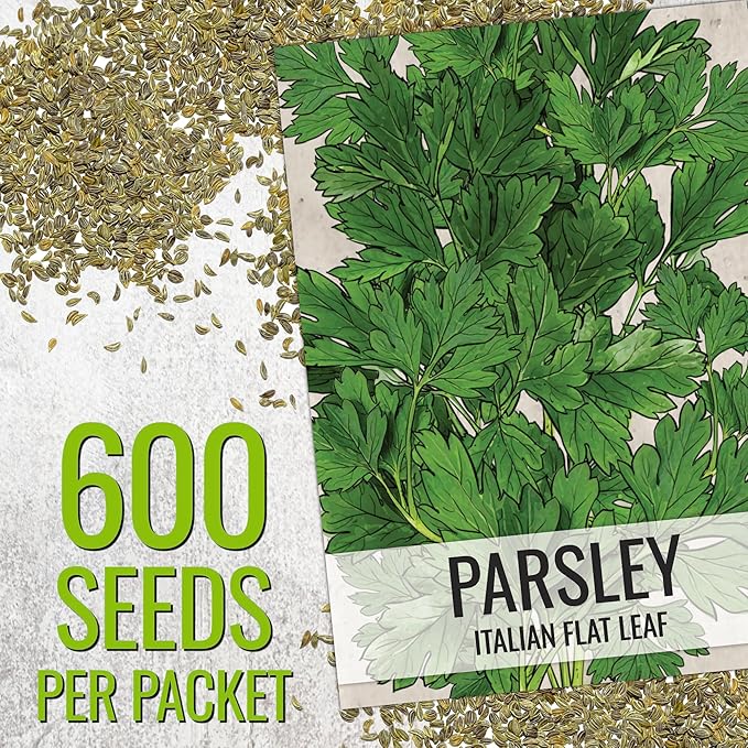 Seed Needs Italian Parsley & Chives Seeds for Planting Fresh Kitchen Herbs - Non-GMO Heirloom & Untreated Perennial Herb Seed to Plant a Culinary Garden Indoors or Outdoors (2 Pack Duo)