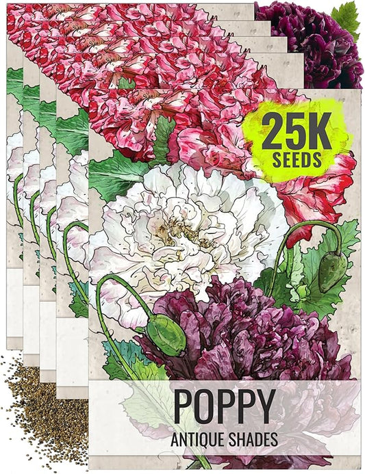 Seed Needs, Antique Shades Peony Poppy Seeds - 5,000 Heirloom Seeds for Planting Papaver paeoniflorum - Attracts Butterflies & Other Pollinators (5 Packs)