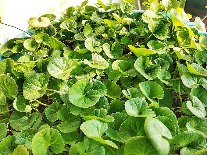 200+ Seeds Gotu Kola Big Leaf Centella Asiatica Indian Pennywort Brahmi Rau Má Organic Vegetable Planting Non-GMO, green