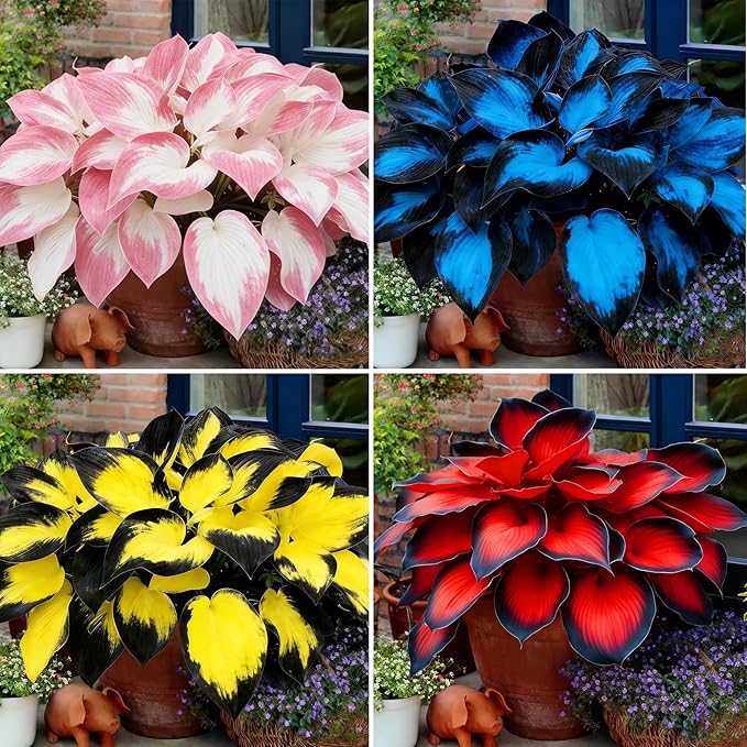 Hosta Seeds for Planting, 200+pcs Rare Perennial Hosta Flower Seeds, Non-GMO Heirloom Long Blooming Plants Shaded Entry Pathway Flowers for Garden Outdoors