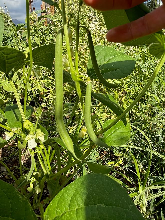 Plant Good Seed Organic Jade Bush Bean Seeds for Planting: Heirloom Vegetable, Green Pods - 25 Seed Packet