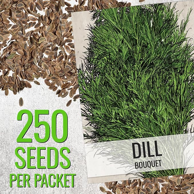 Seed Needs Cilantro & Dill Seeds for Planting Fresh Kitchen Herbs - Non-GMO Heirloom & Untreated Perennial Herb Seed to Plant a Culinary Garden Indoors or Outdoors (2 Pack Duo)