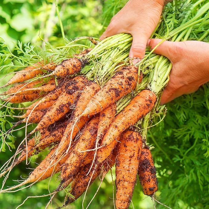 Organic Carrot Seeds (Scarlet Nantes) - Approx 1500 Seeds - USDA Organic, Non-GMO, Open Pollinated, Heirloom, USA Origin