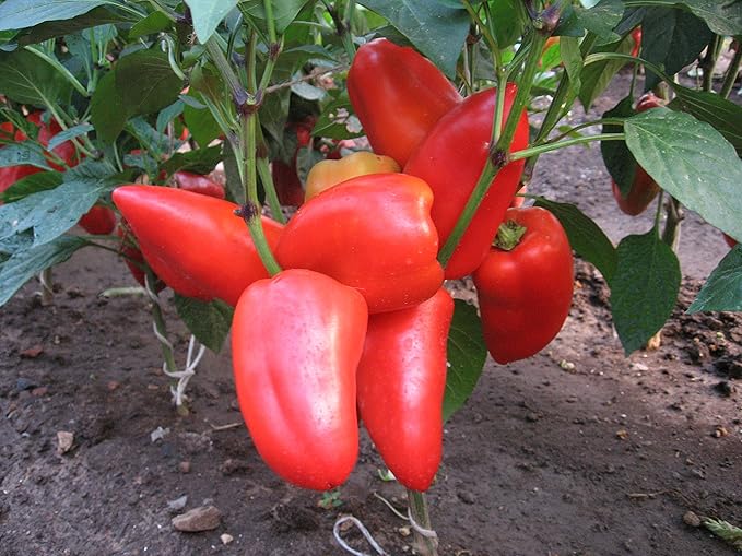 Seeds Vegetable Sweet Bell Red Giant Pepper - 30 Seeds