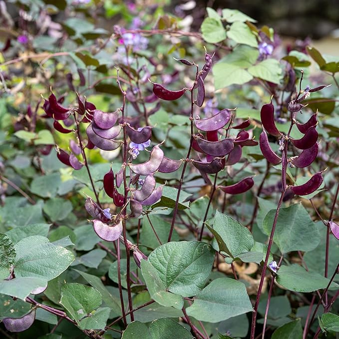 Plant Good Seed Organic Ruby Moon Hyacinth Lablab Bean Seeds for Planting: Vining Plant, Flat Purple Pods - 12 Seed Packet