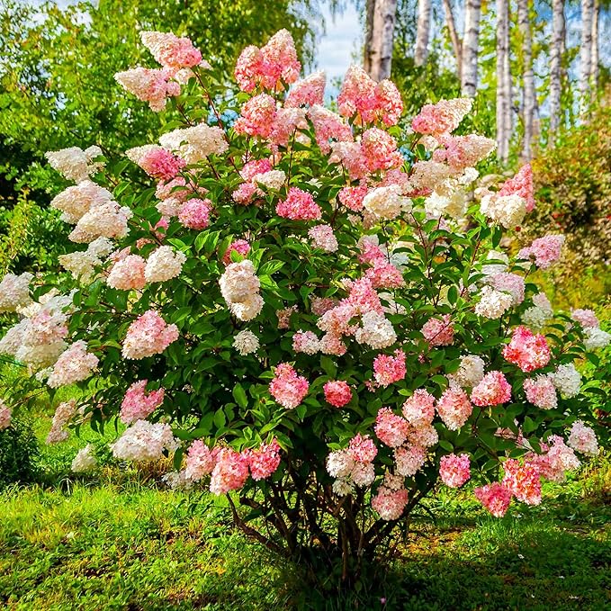 50+Vanilla Strawberry Hydrangea Geranium Flower Seed for Planting Outdoor Garden Home Attracts Bees Butterflies