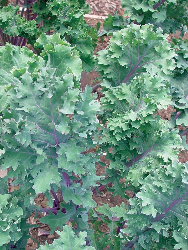 Burpee Red Winter Kale Seeds 345 seeds