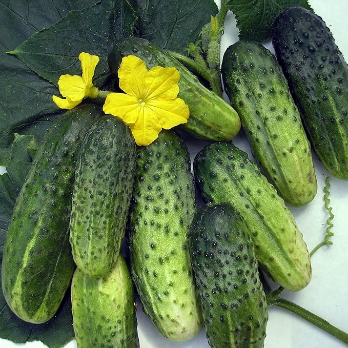 Seeds Vegetable Cucumber Titus Heirloom for Pickling 45 Days - 20 Seeds