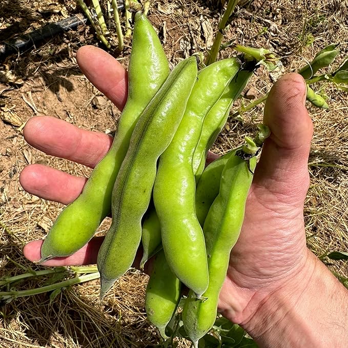 Plant Good Seed Organic Broad Windsor Fava Bean Seeds for Planting: Heirloom Vegetable, Large Green Pods - 10 Seed Packet
