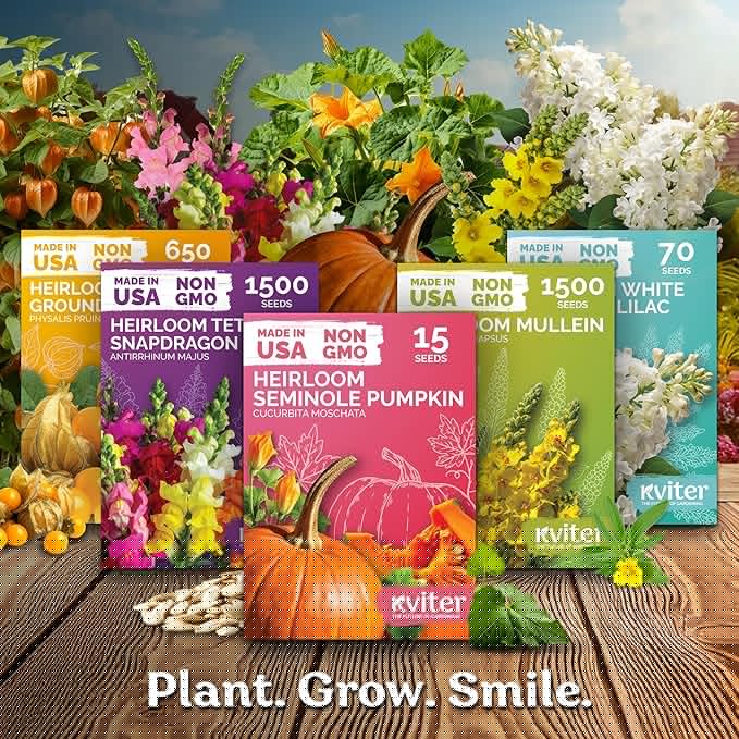 KVITER 500 Walla Walla Onion Seeds for Planting (Allium cepa) – Long Day Sweet Onions Gardening Seeds – Non GMO Heirloom Vegetable Seed Packets, Outdoor & Indoor Gardening, Home Garden, Raised Beds