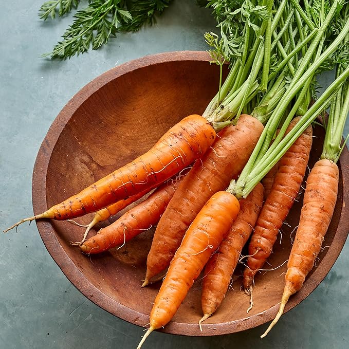Burpee Heirloom Touchon Carrot Seeds - Sweet, Coreless, French Variety