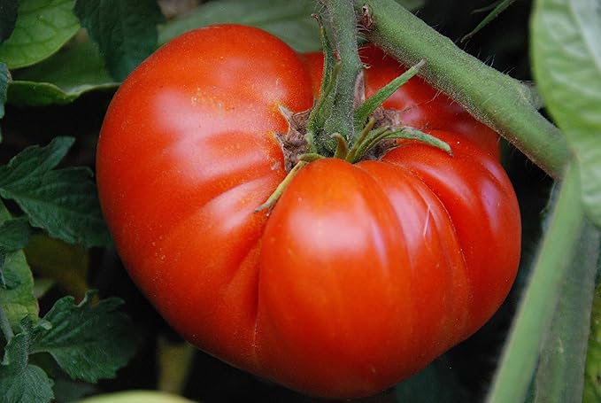 40+ Seeds Giant Beefsteak Tomato - Vegetable Red